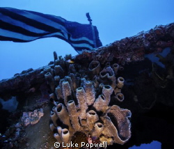 Coral growing below the US Flag on the Spiegel Grove in K... by Luke Popwell 